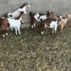 4 تيوس و عناق 1