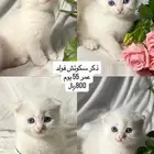 قطط سكوتش فولد وستريت