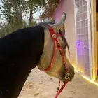 خيل شعبي