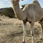قعود أوضح