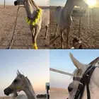 مهرة شعبية حفيدة يافع الخالد