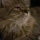 قط ذكر شيرازي