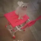 قطه بيضاء جميله