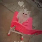 قطه كيوت للتبني عمرها اربع شهور