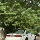 كامري