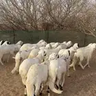 سواكن شبيه الحري شحم