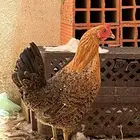 دجاجه هجين بلدي وتركي