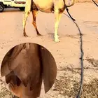 عرض فاخر فل كامل