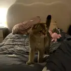 قط سكوتش فولد للبيع