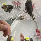 فرخ كروان اليف