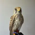 باشق ولا باشك للبيع