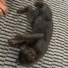 قطه للتبني سكوتش فولد ذكر مع أغراضه كامله