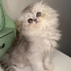 سكوتش فولد لونق هير كيتن قطط قزمه منشكن شيرازي هملايا انثى