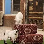 ماعز قزم (تم البيع )