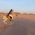 حصان واهو