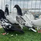 حمام باكستاني