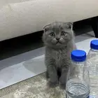 قط سكوتش فولد