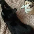 قطط تبني ذكر و أنثى