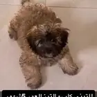 كلب مالتيز للتبنى