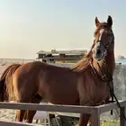 حصان شعبي