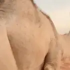 قعود بري فل شحم