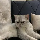 سكوتش ستريت