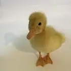 بط للبيع مع الاكل