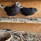 حمام قطايف قنادي