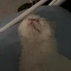 قطه للتبني