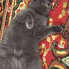 قطه للبيع