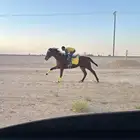 حصان انجلينزي سسباق سسرعه