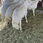 خرفان جبر فل شحم مشروطه