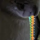 قط سكوتش للبيع