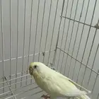 بادجي محايل عسير