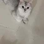 آنثى سكوتش استريت ابيض شنشيلا