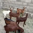 عنقان دهم