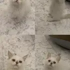 القط القزم