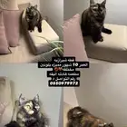 تبني قطه