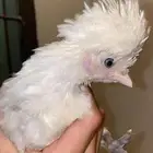 دجاج هولندي
