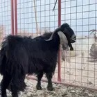 للبيع تيس عارضي