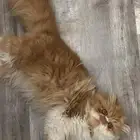 قط بيرشن للبيع
