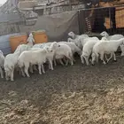 طليان حريه