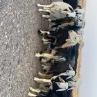 غنم