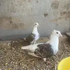 زاجل مكتف زوج