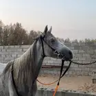 لجام خيل وبنادج 4