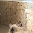 قطه للبيع