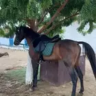 خيل شعبي