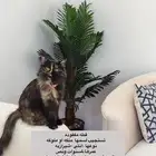 إعلان عن قطوه مفقوده