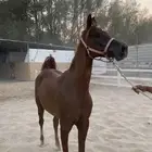 فرس واهو