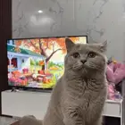 قط انثى اسكوتش